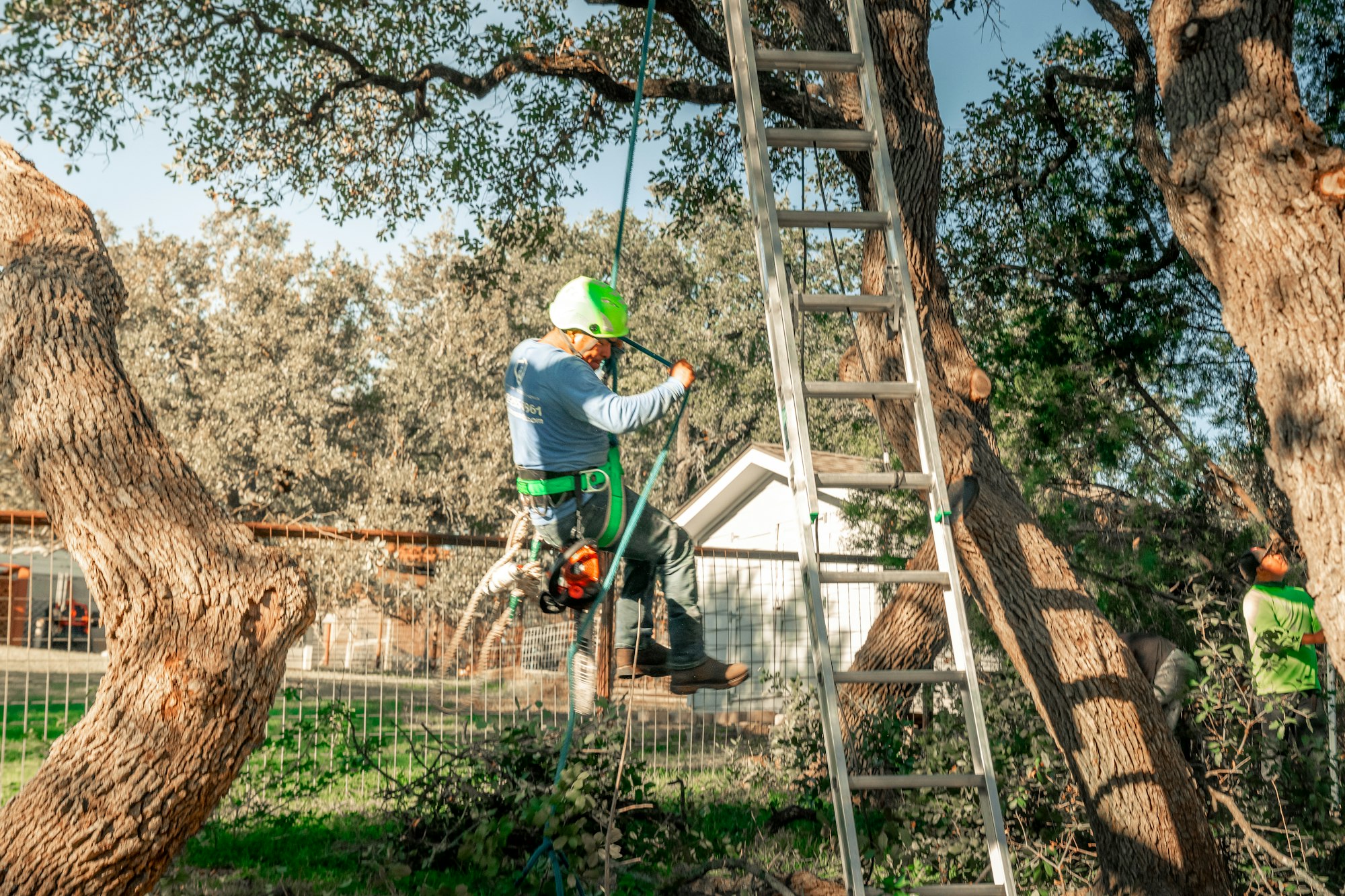 A tree climber working in the canopy of a residential oak tree